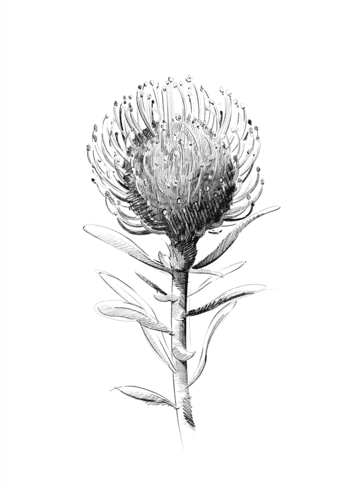 flower drawing