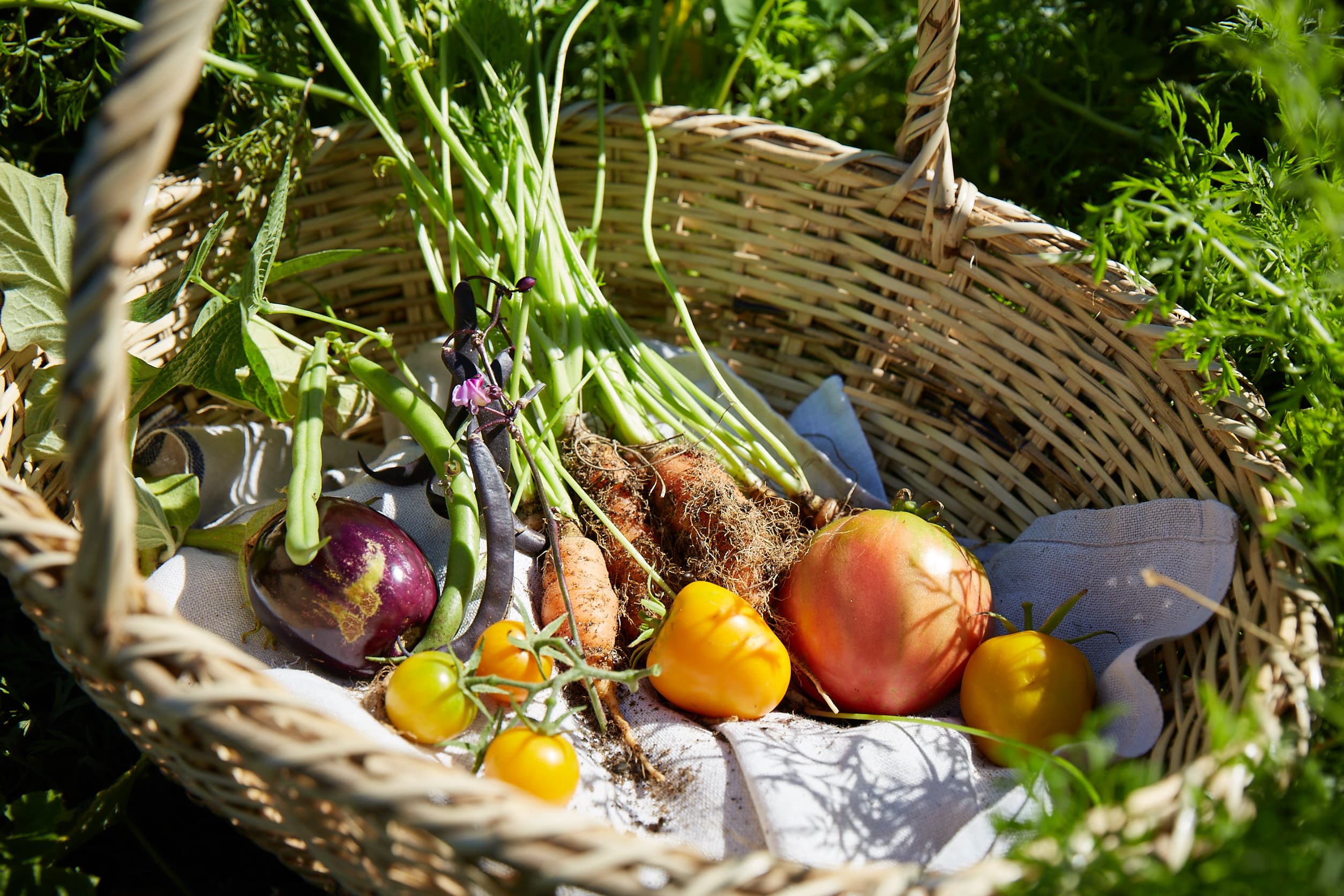 Wicker basket filled with freshly harvested garden vegetables—carrots, peppers, tomatoes, and an eggplant—displayed in natural sunlight